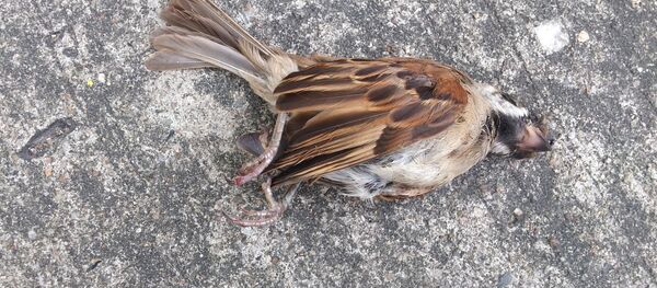 Мертвая птица - اسپوتنیک ایران  