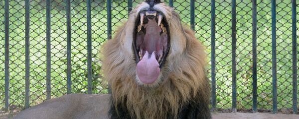 انتقال آخرین حیوانات بازمانده از باغ وحش موصل به خارج از کشور - اسپوتنیک ایران  