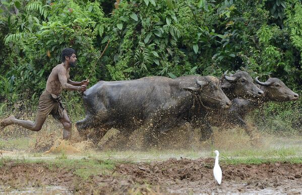 کشاورز در حال  شخم زدن زمین در  حومه شهر  کلمبو در سریلانکا - اسپوتنیک ایران  