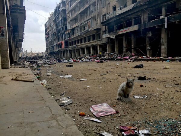 گربه در یکی از خبابان های شهر قدیمی در حلب، سال 2016 میلادی - اسپوتنیک ایران  