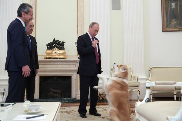رئیس جمهور ولادیمیر پوتین با سگ « یومه» قبل از آغاز مصاحبه با شبکه تلویزیونی « نیپون» و روزنامه « ایومیئوری» در کرملین در آستانه سفر رسمی به ژاپن - اسپوتنیک ایران  