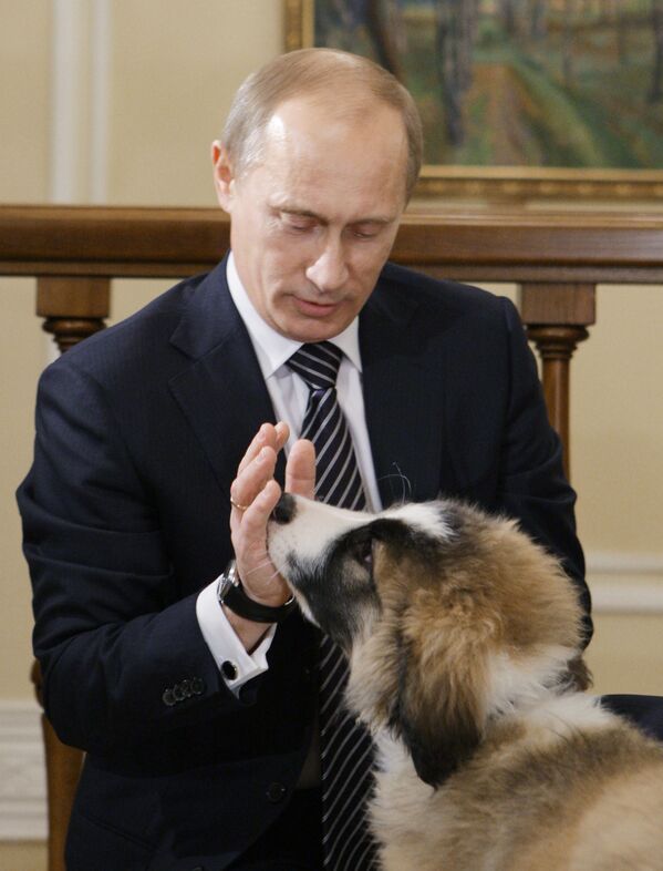 نخست وزیر ولادیمیر پوتین در محل اقامت خود در حومه مسکو « نوو- اوگاروو» با سگ خود « بافی» - اسپوتنیک ایران  