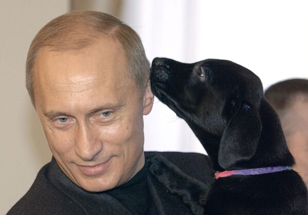 رئیس جمهور ولادیمیر پوتین با توله سگ لابرادو « کونی» - اسپوتنیک ایران  