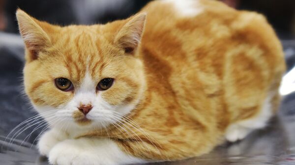 Кошка породы британская на выставке Зимний кубок Кот-Инфо в Москве - اسپوتنیک ایران  