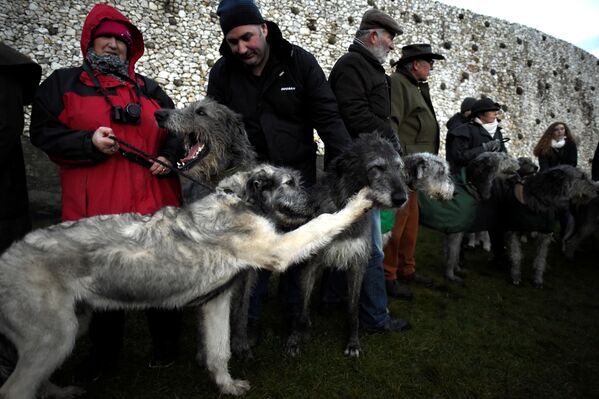 سگ های شکاری ایرلندی در زمان جشن انقلاب زمستانی در « نیوگرنج» ایرلند - اسپوتنیک ایران  