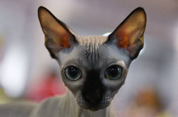 گربه ای از نژاد «اسفینکس» در نمایشگاه « کَت- سالن- دسامبر» در مسکو - اسپوتنیک ایران  