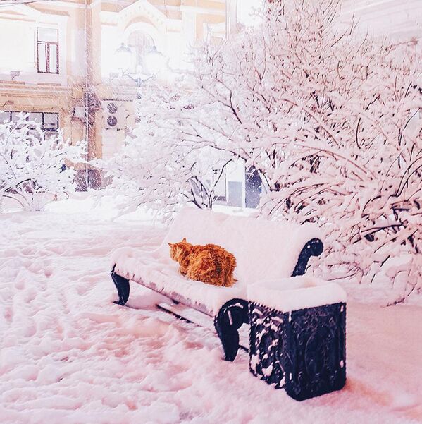 گربه عکاس روی  نیمکت برفپوش - اسپوتنیک ایران  