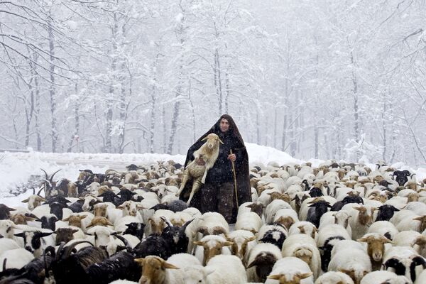 چوپان ایرانی با گوسفندان در زمان ریزش برف در کوه های تالش - اسپوتنیک ایران  