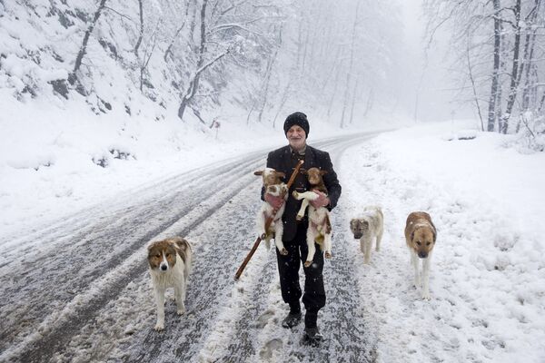 چوپان ایرانی با بره ها و سگ ها در کوههای تالش - اسپوتنیک ایران  