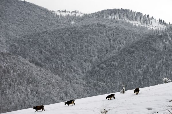 گله گاوها در حال رفتن به طرف چشمه در کوههای تالش در ایران - اسپوتنیک ایران  