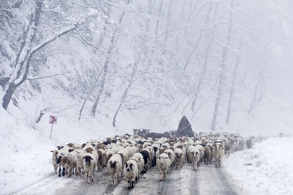 چوپان ایرانی با گوسفندان در زمان ریزش برف در کوه های تالش - اسپوتنیک ایران  