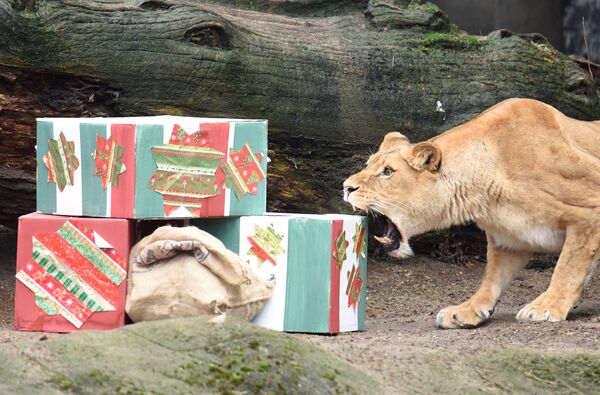 شیر  و هدایای کریسمس  در باغ وحش هامبورگ - اسپوتنیک ایران  