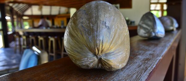 نارگیل نارگیل - اسپوتنیک ایران