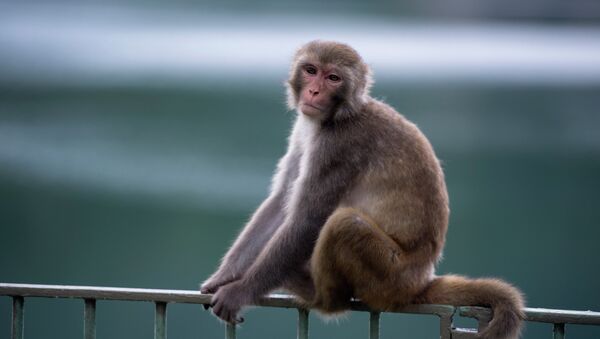 تصویری دردناک از مهر مادری یک میمون +عکس - اسپوتنیک ایران  