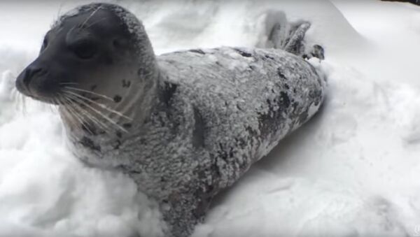животные радуются первому снегу - اسپوتنیک ایران  