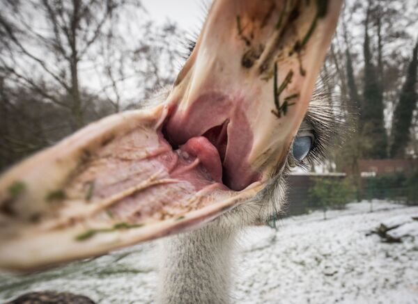 شترمرغ کنجکاو در باغ وحش « اوپلزو» در « کرونبرگ» آلمان - اسپوتنیک ایران  