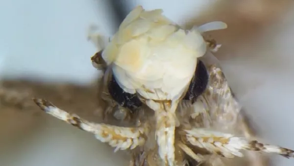 Neopalpa donaldtrumpi - اسپوتنیک ایران  
