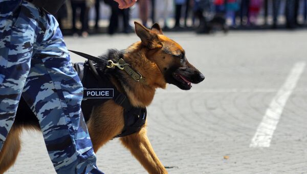حضور سگها های نجات در پلاسکو - اسپوتنیک ایران  