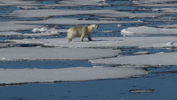 Белый медведь в Северном Ледовитом океане - اسپوتنیک ایران  