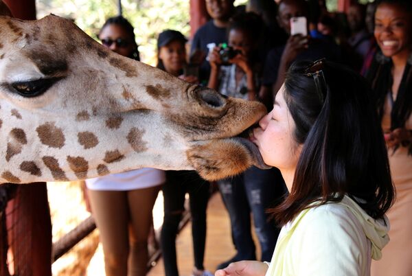 زرافه در حال بوسیدن بازدیدکننده باغ وحش در نایروبی ، کنیا - اسپوتنیک ایران  