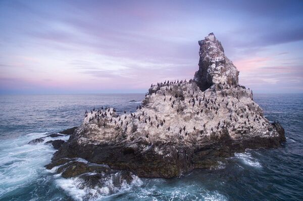 جزیره صخره ای در اقیانوس آرام و پرندگان دریایی - اسپوتنیک ایران  