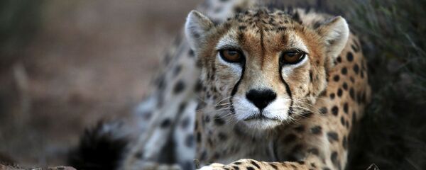 امید برای نجات یوزپلنگ ایرانی امید برای نجات یوزپلنگ ایرانی - اسپوتنیک ایران