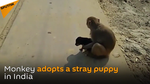میمون مهربانی که یک توله سگ را به فرزندی پذیرفت - اسپوتنیک ایران  