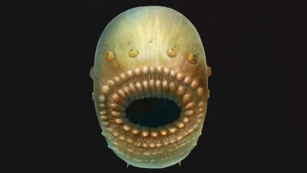 فسیل Saccorhytus coronarius - اسپوتنیک ایران  