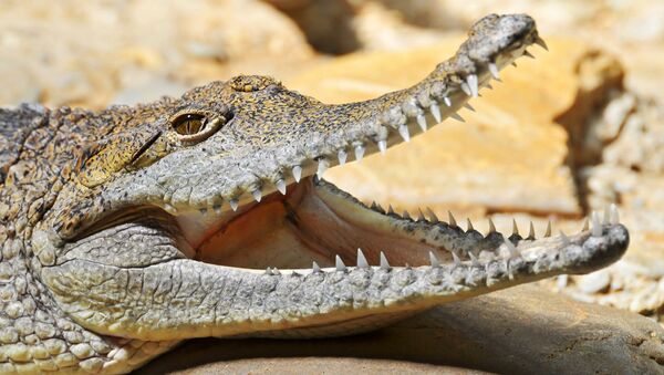 به گزارش اسپوتنيك به نقل از Daily mirror كاربر شبكه يوتيوب با نام Milan MG به طور اتفاقى توانست صحنه حركت تمساحى در رودخانه پاپوا در گينه نو را كه خوكى را به دندان داشت ثبت كند. - اسپوتنیک ایران  