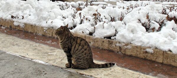 حیوانات-جاسوس: چه اسرارهایی میتوانند افشا کنند؟ - اسپوتنیک ایران  