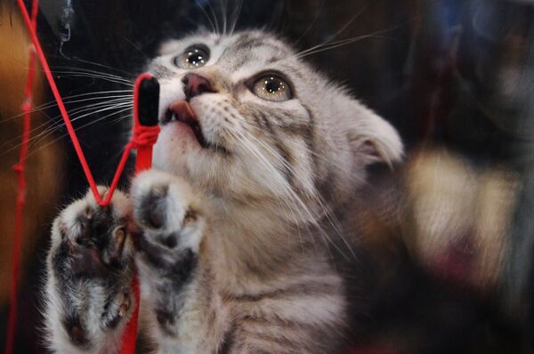 نمایشگاه گربه در « سالن گربه – فوریه» در مسکو - اسپوتنیک ایران  