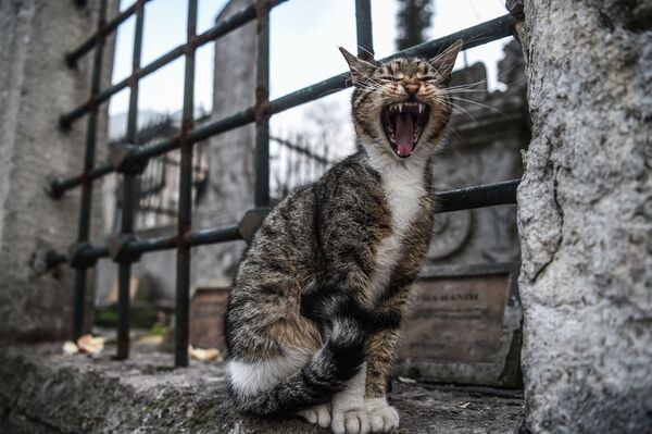 گربه در حال خمیازه  در استامبل - اسپوتنیک ایران  