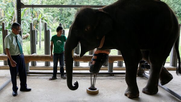 Тайский слон Мотола с протезом на ноге, пострадавшей от взрыва мины - اسپوتنیک ایران  
