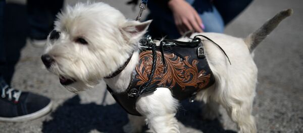 سگ خوشبختی که هر روز به رستوران های لوکس می رود - اسپوتنیک ایران  