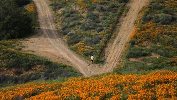 Цветущие поля в Лейк-Элсинор, Калифорния - اسپوتنیک ایران  