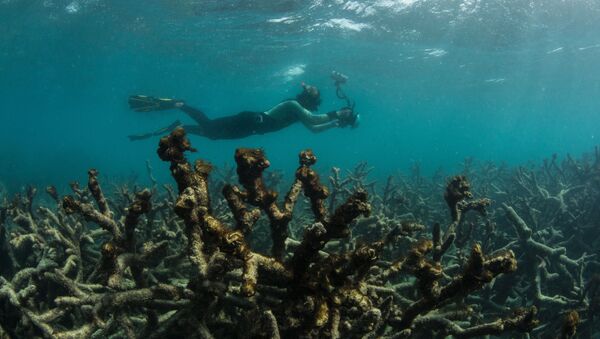 Фотограф документирует гибель коралло на Большом барьерном рифе в Австралии - اسپوتنیک ایران  