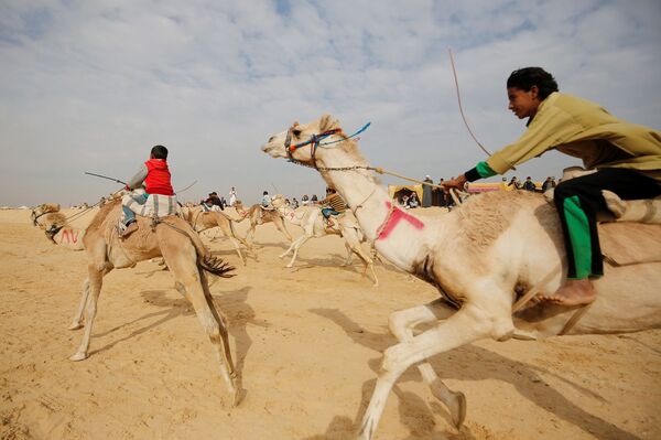 شرکت سوارکاران که اغلب آنها  بچه ها هستند  در مسابقه  شترسواری  در بیابانی نزدیک  شهر  « اسماعیلیه»  مصر - اسپوتنیک ایران  