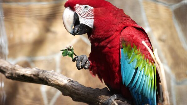 Зеленокрылый ара во вновь открывшемся зоопарке Сказка в Ялте - اسپوتنیک ایران  