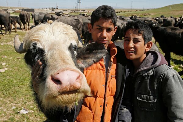 مزرعه داران عراقی از « بادوش»  که به دلیل جنگ مزرعه خود را ترک کرده بودند  برای بردن گاوها به آنجا برگشتند - اسپوتنیک ایران  