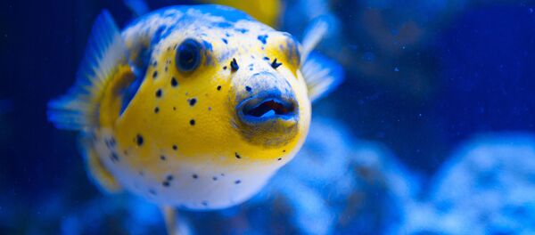 Рыба фугу - اسپوتنیک ایران  