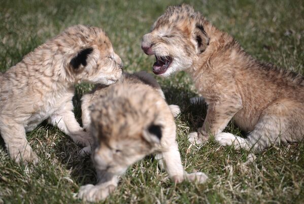 بچه شیرها در پارک شیرهای « تایگان» بلوگورس - اسپوتنیک ایران  