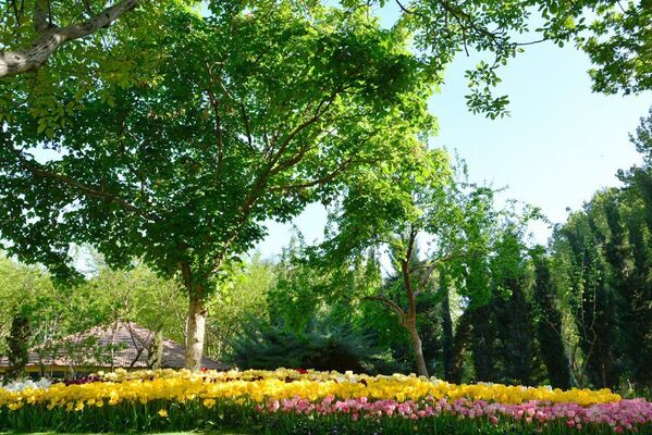 گل لاله  در تهران - اسپوتنیک ایران  