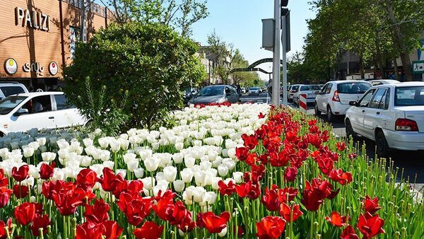 گل لاله در تهران - اسپوتنیک ایران  