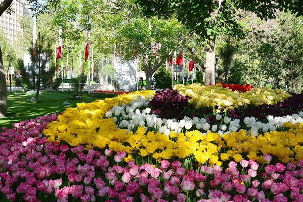 گل لاله در تهران - اسپوتنیک ایران  
