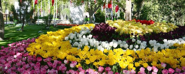  گل لاله در تهران  - اسپوتنیک ایران  