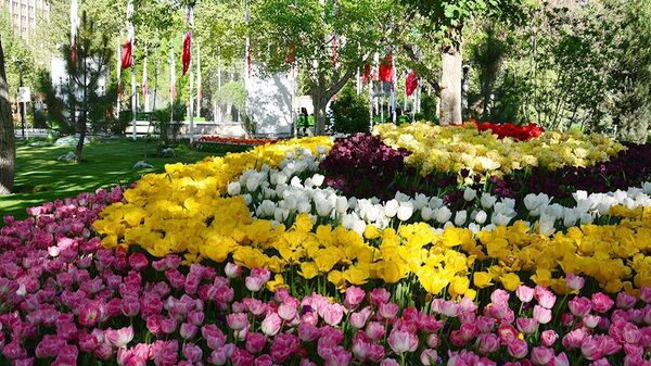  گل لاله در تهران  - اسپوتنیک ایران  