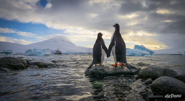 پنگوئن ها در قطب جنوب - اسپوتنیک ایران  