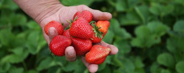 توت فرنگی با طعم سوزن - اسپوتنیک ایران  