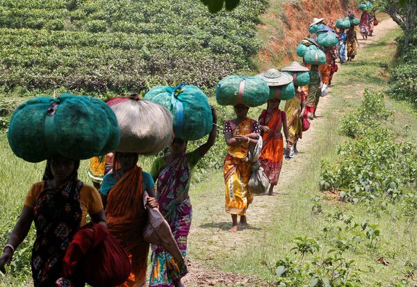 کارگران در حال حمل گونی های چای در هند - اسپوتنیک ایران  