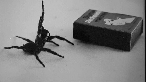 عنکبوتی که سخنرانی وزیر بهداشت استرالیا را قطع کرد + ویدئو - اسپوتنیک ایران  